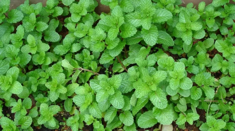 hortelã pimenta