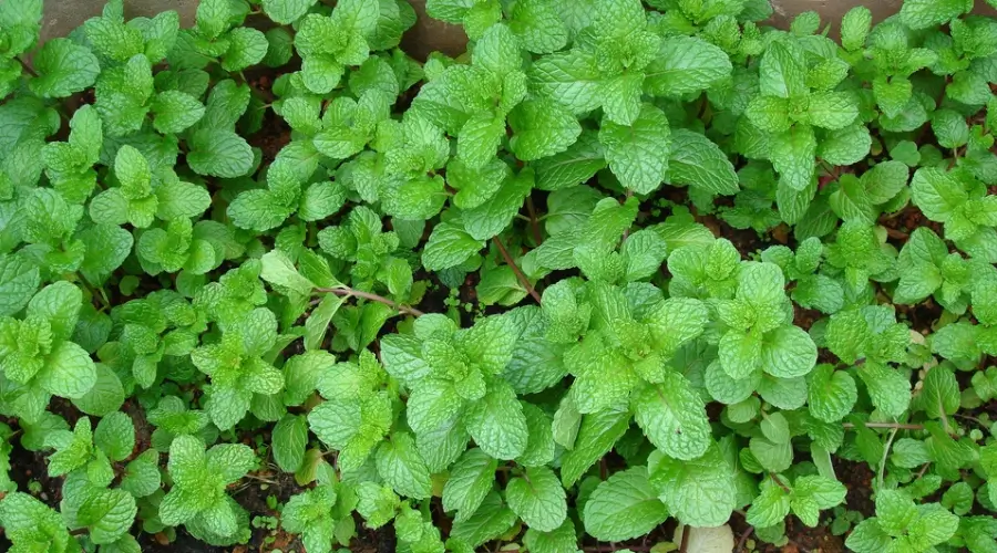 hortelã pimenta