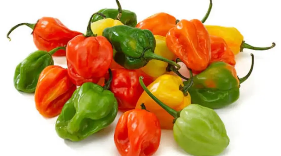 pimenta-habanero