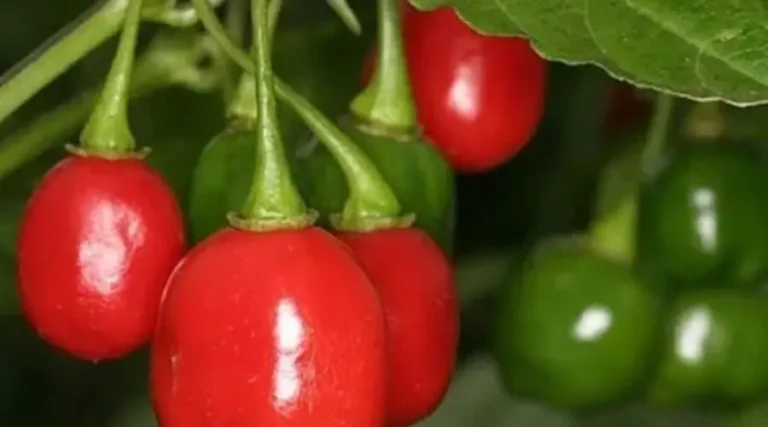 Pimenta bode