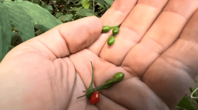 Pimenta Cumari do Pará